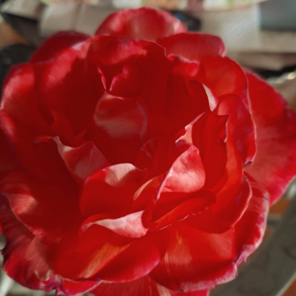 Meet your Posher, Christine